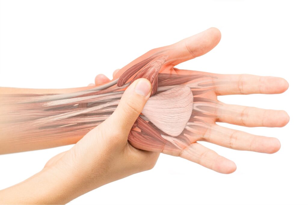 Anatomía de los tendones de la muñeca en fisioterapia